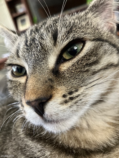 my cat (imma make an edit of her one day) | made w/ Imgflip meme maker