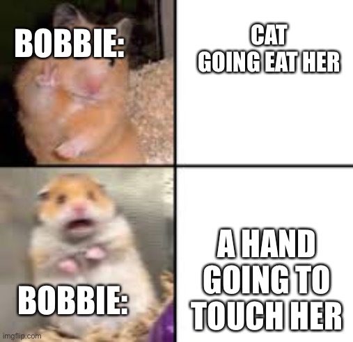 scared hamster | BOBBIE:; CAT GOING EAT HER; A HAND GOING TO TOUCH HER; BOBBIE: | image tagged in scared hamster | made w/ Imgflip meme maker