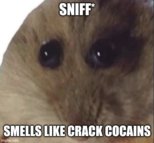 Hampter | SNIFF*; SMELLS LIKE CRACK COCAINS | image tagged in hampter | made w/ Imgflip meme maker