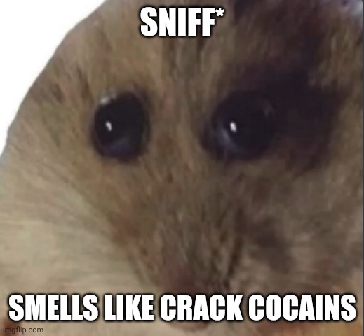 Hampter | SNIFF*; SMELLS LIKE CRACK COCAINS | image tagged in hampter | made w/ Imgflip meme maker