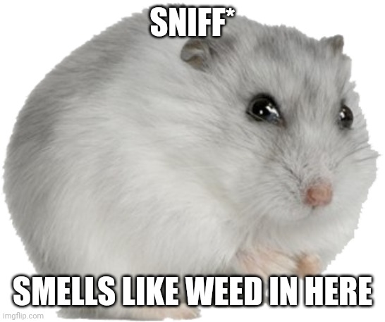 hampter | SNIFF*; SMELLS LIKE WEED IN HERE | image tagged in hampter | made w/ Imgflip meme maker