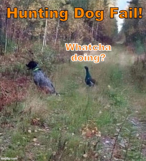Hunting Dog Fail | Hunting Dog Fail! Whatcha doing? | image tagged in hunting,dog,hunting dog | made w/ Imgflip meme maker