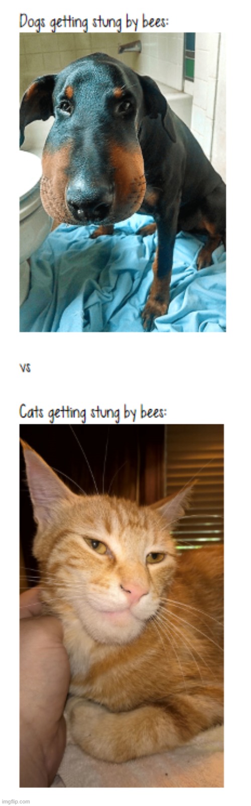 i made this meme in onenote and screenshotted it so it isnt the best quality | image tagged in cat,dog,cats are better | made w/ Imgflip meme maker