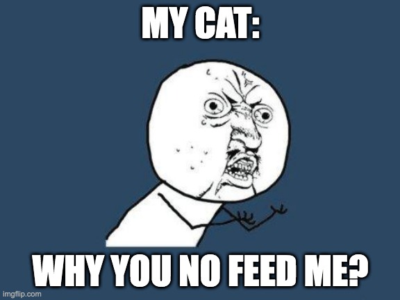 Why you no | MY CAT:; WHY YOU NO FEED ME? | image tagged in why you no | made w/ Imgflip meme maker