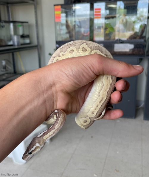 this is my newest ball python | image tagged in snakes | made w/ Imgflip meme maker