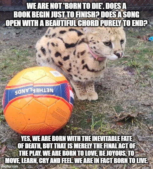 Sogga ball quote | WE ARE NOT 'BORN TO DIE'. DOES A BOOK BEGIN JUST TO FINISH? DOES A SONG OPEN WITH A BEAUTIFUL CHORD PURELY TO END? YES, WE ARE BORN WITH THE INEVITABLE FATE OF DEATH, BUT THAT IS MERELY THE FINAL ACT OF THE PLAY. WE ARE BORN TO LOVE, BE JOYOUS, TO MOVE, LEARN, CRY AND FEEL. WE ARE IN FACT BORN TO LIVE. | image tagged in sogga ball | made w/ Imgflip meme maker