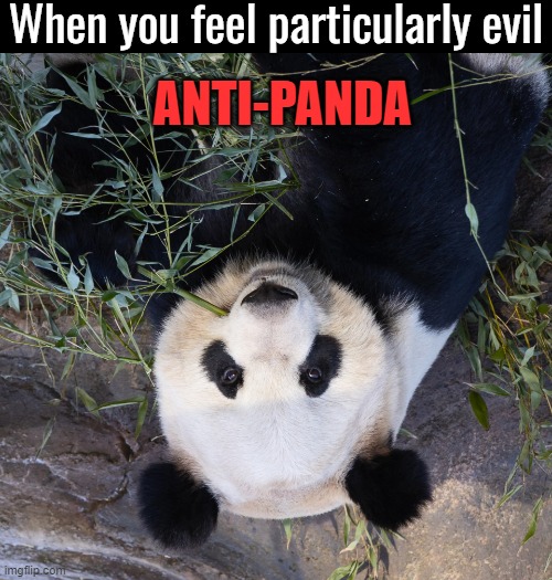 When you feel particularly evil; ANTI-PANDA | image tagged in funny | made w/ Imgflip meme maker