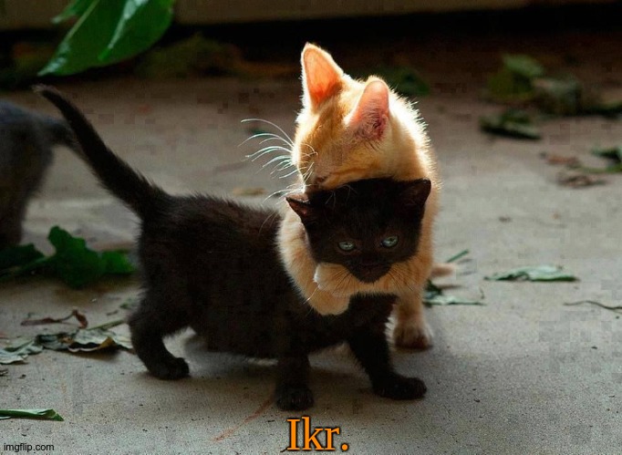kitten hug | Ikr. | image tagged in kitten hug | made w/ Imgflip meme maker