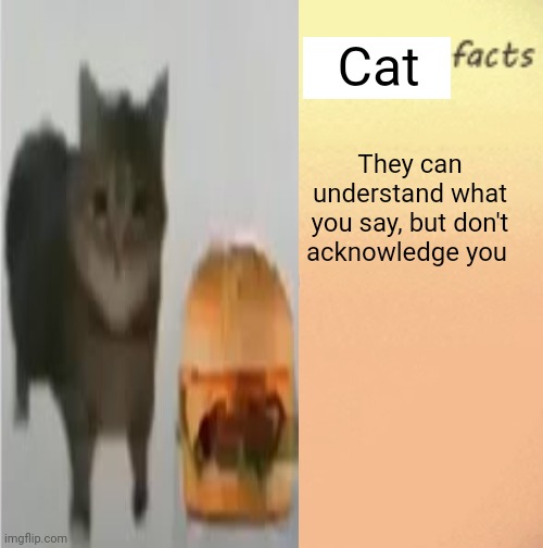 Just a fact | Cat; They can understand what you say, but don't acknowledge you | made w/ Imgflip meme maker
