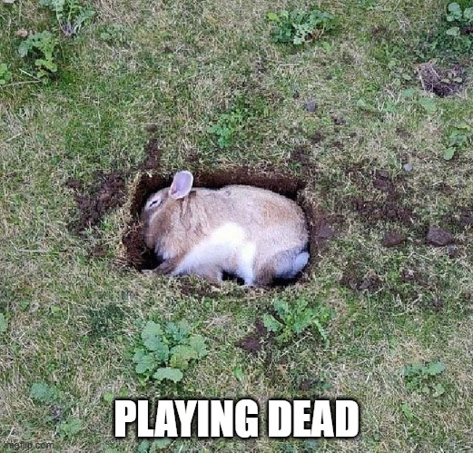 Faking It | PLAYING DEAD | image tagged in bunnies | made w/ Imgflip meme maker