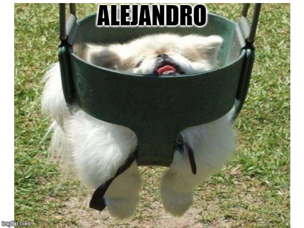 ALEJANDRO | image tagged in animals | made w/ Imgflip meme maker