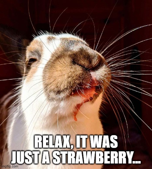 Bloodthirst | RELAX, IT WAS JUST A STRAWBERRY... | image tagged in bunnies | made w/ Imgflip meme maker