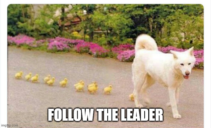 Follow | FOLLOW THE LEADER | image tagged in ducks | made w/ Imgflip meme maker