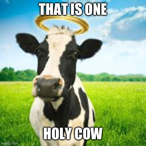 Holy Cow! | THAT IS ONE; HOLY COW | image tagged in holy cow | made w/ Imgflip meme maker