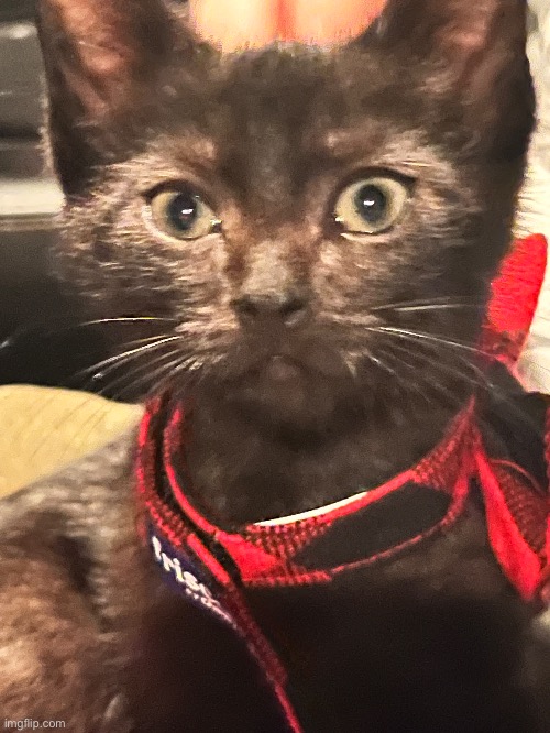 My new cat Christof | made w/ Imgflip meme maker