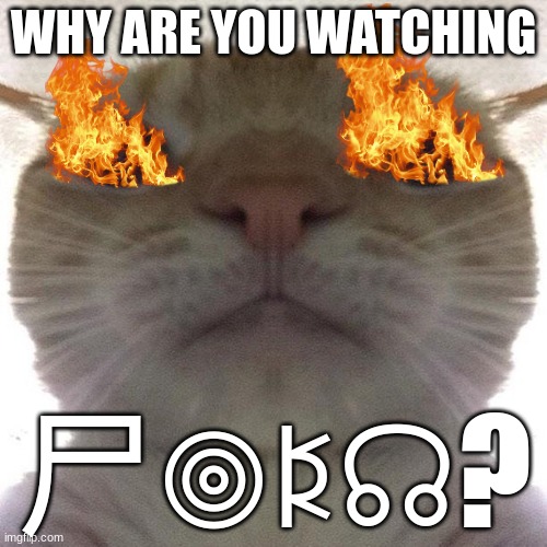 You like looking at that stuff? | WHY ARE YOU WATCHING; 尸𖣠ꌅ☊? | image tagged in staring cat/gusic,why are you like this | made w/ Imgflip meme maker