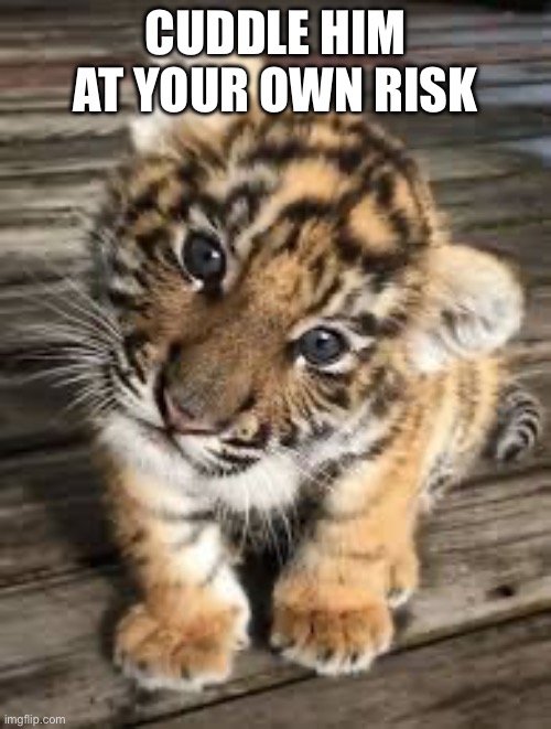I have a very strong urge to hug it | CUDDLE HIM AT YOUR OWN RISK | image tagged in tiger,cubs,memes,cats,cuddle | made w/ Imgflip meme maker
