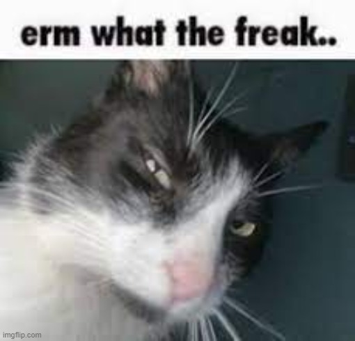 erm what the freak | image tagged in erm what the freak | made w/ Imgflip meme maker
