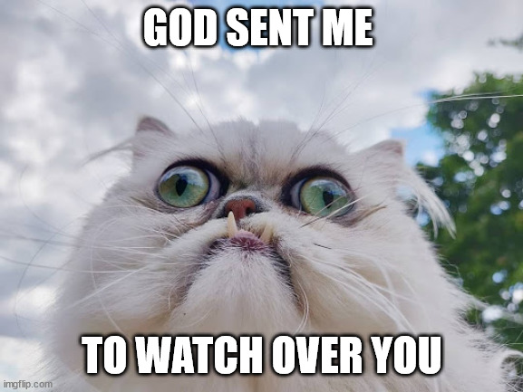 Cat Guardian Angel | GOD SENT ME; TO WATCH OVER YOU | image tagged in green eyes,cat,snaggletooth,angel,memes | made w/ Imgflip meme maker