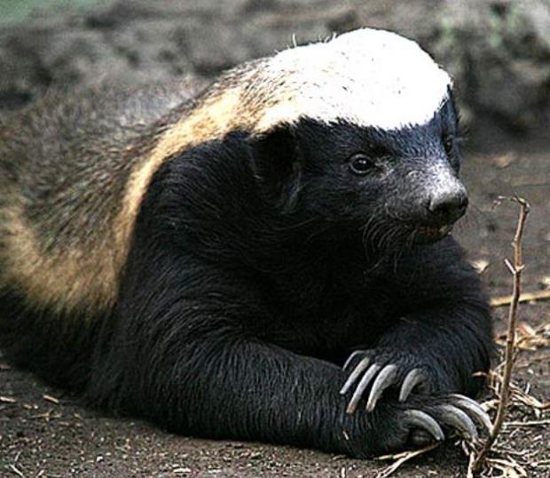 Honey badger Blank Meme Template