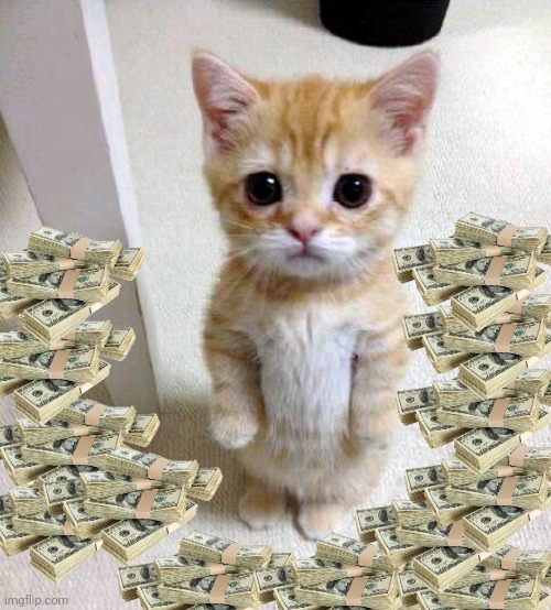 When you're  cat is rich | image tagged in cats | made w/ Imgflip meme maker