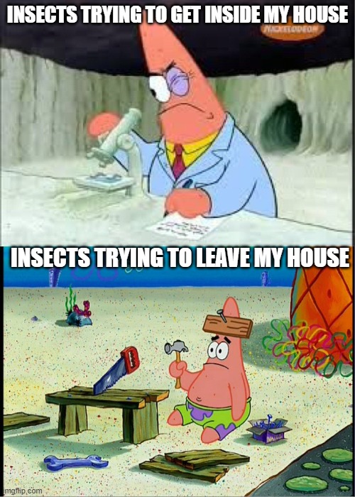 insects | INSECTS TRYING TO GET INSIDE MY HOUSE; INSECTS TRYING TO LEAVE MY HOUSE | image tagged in patrick smart dumb | made w/ Imgflip meme maker