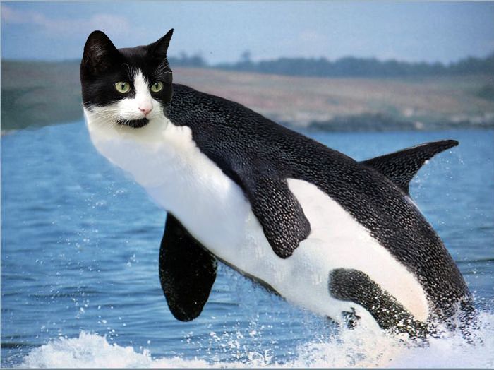 Orca with cat head Blank Meme Template