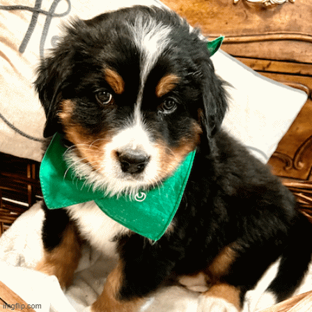 Family Mountain Dogs | image tagged in gifs,dogs,animals | made w/ Imgflip images-to-gif maker