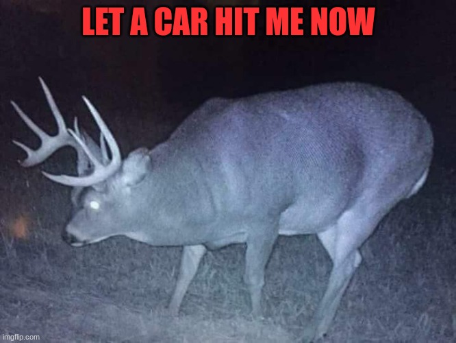 Obese | LET A CAR HIT ME NOW | image tagged in deer,fat | made w/ Imgflip meme maker