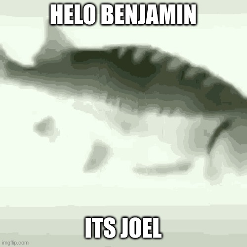 Fish | HELO BENJAMIN ITS JOEL | image tagged in fish | made w/ Imgflip meme maker