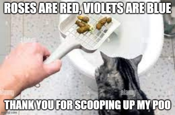 meme by Brad cat scoop poo | ROSES ARE RED, VIOLETS ARE BLUE; THANK YOU FOR SCOOPING UP MY POO | image tagged in cat meme | made w/ Imgflip meme maker