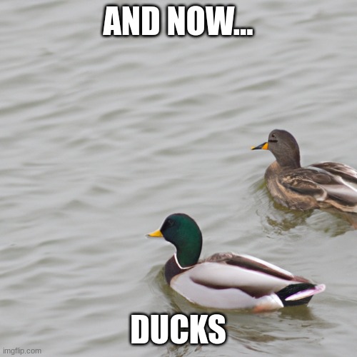 why tf not | AND NOW... DUCKS | image tagged in ducks | made w/ Imgflip meme maker