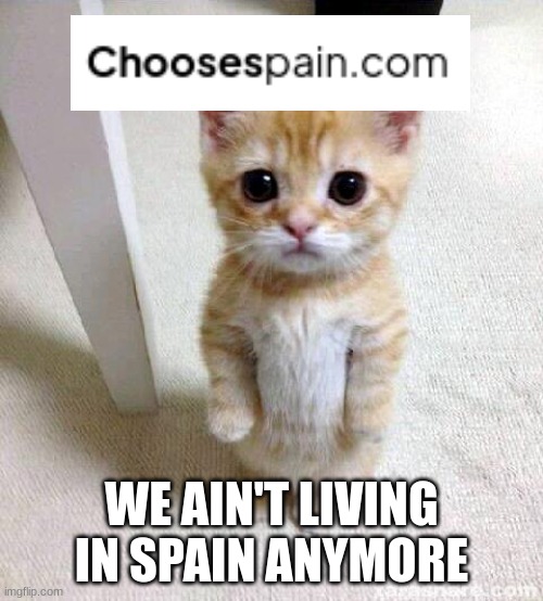 A bad website domain | WE AIN'T LIVING IN SPAIN ANYMORE | image tagged in memes,cute cat | made w/ Imgflip meme maker