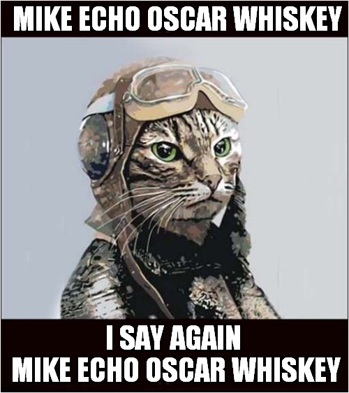 Cat Pilot | MIKE ECHO OSCAR WHISKEY; I SAY AGAIN
 MIKE ECHO OSCAR WHISKEY | image tagged in cats,pilot,meow | made w/ Imgflip meme maker