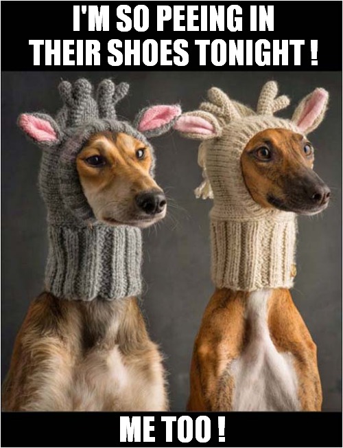 Charming Christmas Balacavas For Dogs | I'M SO PEEING IN THEIR SHOES TONIGHT ! ME TOO ! | image tagged in dogs,christmas,balaclava,revenge | made w/ Imgflip meme maker