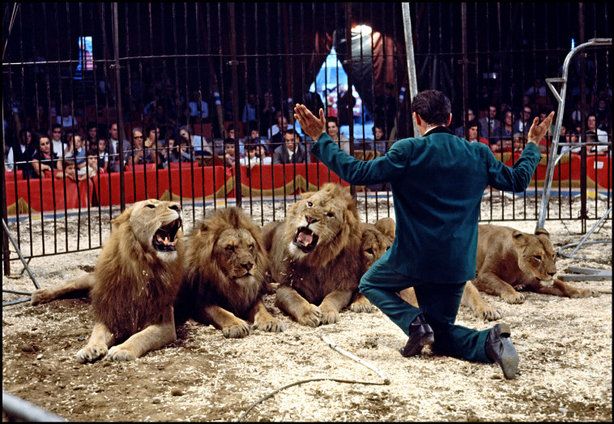 High Quality Lion Tamer Blank Meme Template