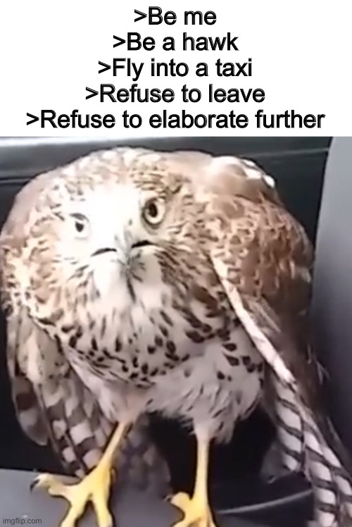 >Be me
>Be a hawk
>Fly into a taxi
>Refuse to leave
>Refuse to elaborate further | made w/ Imgflip meme maker