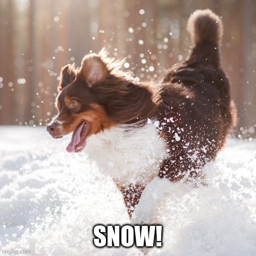 Dog play in snow | SNOW! | image tagged in dog play in snow | made w/ Imgflip meme maker