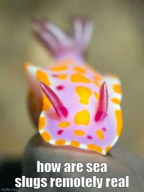 he has a face | how are sea slugs remotely real | made w/ Imgflip meme maker