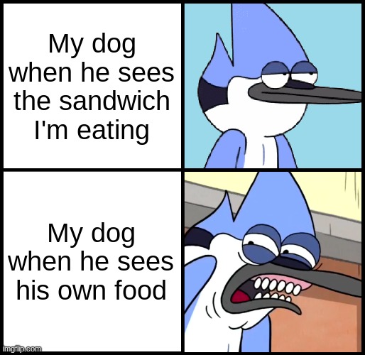 This probably goes for most dogs | My dog when he sees the sandwich I'm eating; My dog when he sees his own food | image tagged in mordecai disgusted,food | made w/ Imgflip meme maker