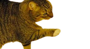 High Quality Cat flushing an air Blank Meme Template