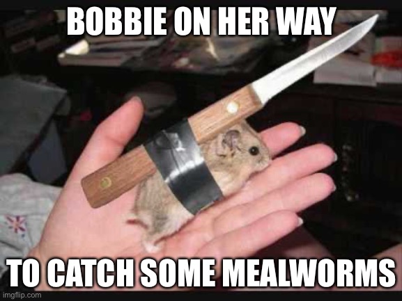 Lock and Load Hamster | BOBBIE ON HER WAY; TO CATCH SOME MEALWORMS | image tagged in lock and load hamster | made w/ Imgflip meme maker