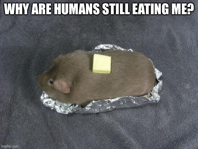 Morally questioning guinea pig | WHY ARE HUMANS STILL EATING ME? | image tagged in baked potato guinea pig | made w/ Imgflip meme maker