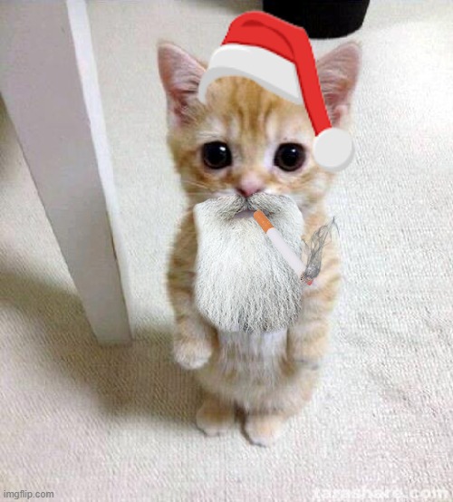 Mall Santa | image tagged in memes,cute cat | made w/ Imgflip meme maker