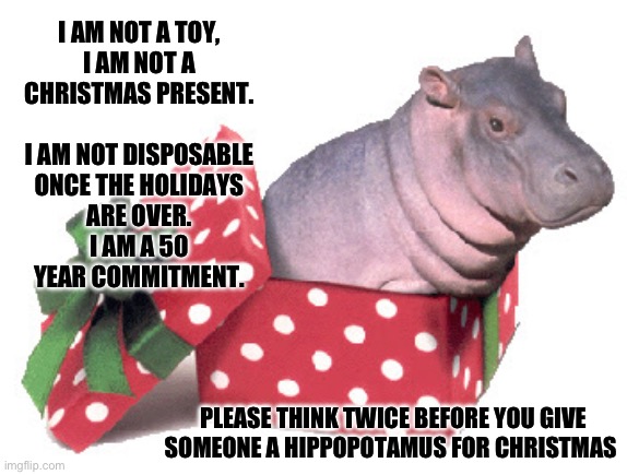 I want a hippopotamus for Christmas or Festivus | I AM NOT A TOY,

I AM NOT A
CHRISTMAS PRESENT.
 
I AM NOT DISPOSABLE
ONCE THE HOLIDAYS
ARE OVER.

 I AM A 50 
YEAR COMMITMENT. PLEASE THINK TWICE BEFORE YOU GIVE SOMEONE A HIPPOPOTAMUS FOR CHRISTMAS | image tagged in hippopotamus,christmas,mariah carey,pets,cats and dogs,festivus | made w/ Imgflip meme maker