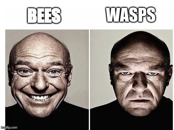 Bees vs Wasps | WASPS; BEES | image tagged in memes | made w/ Imgflip meme maker