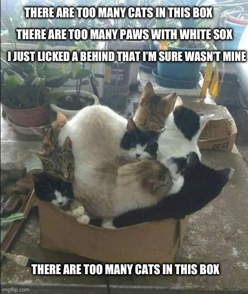 If Shel Silverstien was a cat. | THERE ARE TOO MANY CATS IN THIS BOX; THERE ARE TOO MANY PAWS WITH WHITE SOX; I JUST LICKED A BEHIND THAT I’M SURE WASN’T MINE; THERE ARE TOO MANY CATS IN THIS BOX | image tagged in cats,funny,memes,poem,parody,funny cats | made w/ Imgflip meme maker