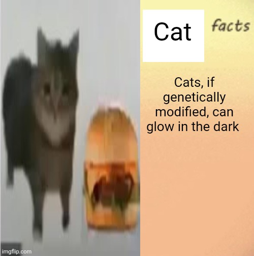 But money | Cat; Cats, if genetically modified, can glow in the dark | image tagged in cool femboy facts | made w/ Imgflip meme maker