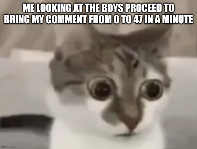in shock cat 2 | ME LOOKING AT THE BOYS PROCEED TO BRING MY COMMENT FROM 0 TO 47 IN A MINUTE | image tagged in in shock cat 2 | made w/ Imgflip meme maker