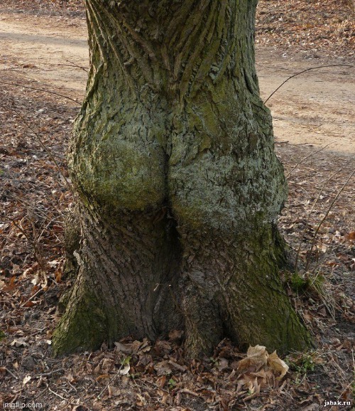 Tree butt | image tagged in tree butt | made w/ Imgflip meme maker